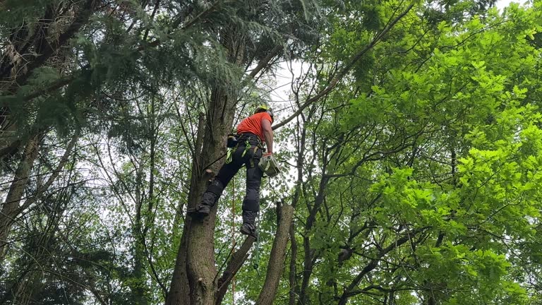  Cannelton, IN Tree Removal and Landscaping Services Pros